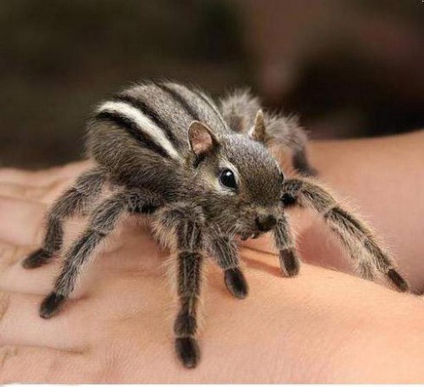 eichhoernchen-spinne.jpg