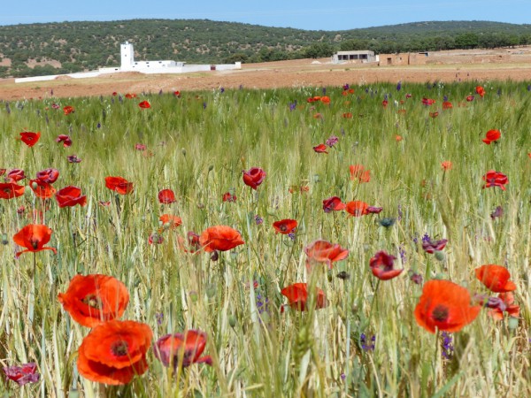 Mohn, Mohn, Mohn ...