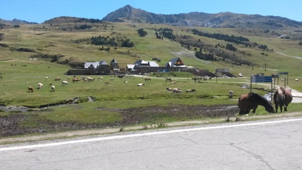 Pferde, Kühe, Wiesen, Bach, Berge und blauer Himmel...Perfekt!