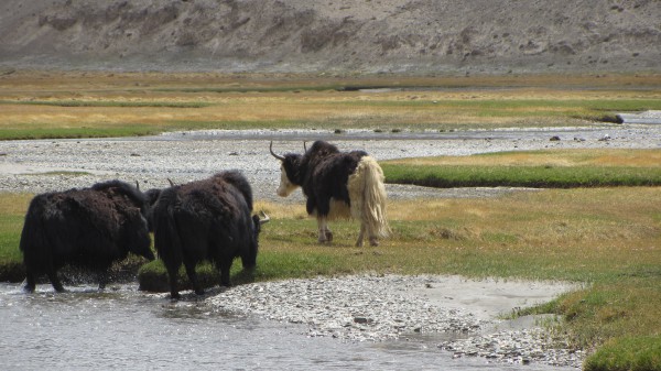 IMG_1837.JPG (352.14 KiB) 4455 mal betrachtet IMG_1837.JPG