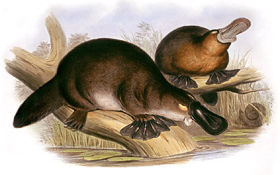 Quelle: http://de.wikipedia.org/wiki/Schnabeltier