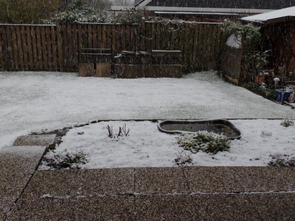 SAM_0196.JPG (466.66 KiB) 3585 mal betrachtet heut morgen 8.00Uhr