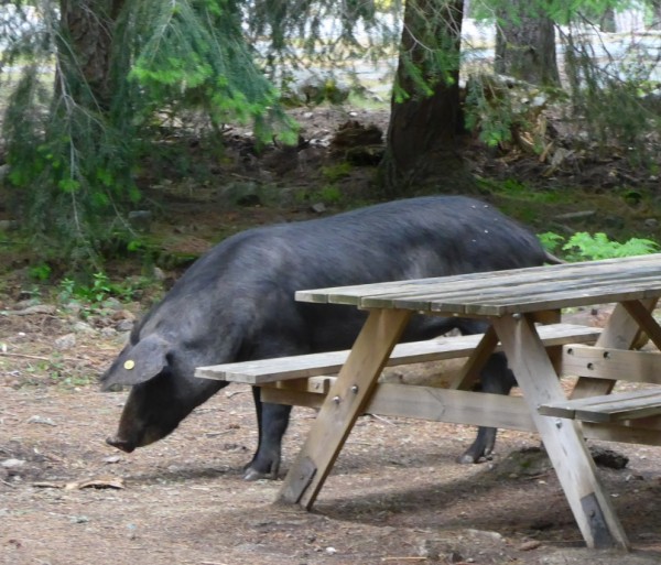 Bär.jpg