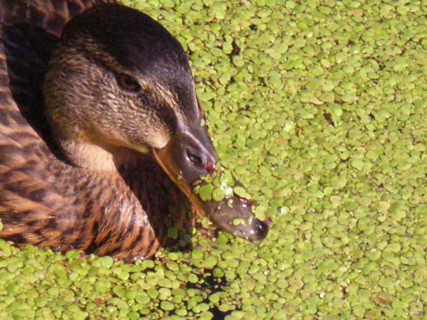 tmp_30880-ente-mit-entengruetze-bf87e1fa-06a1-4d2a-8f61-24e1b8a32960378736460.jpg