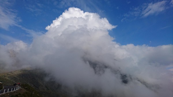 Gavia