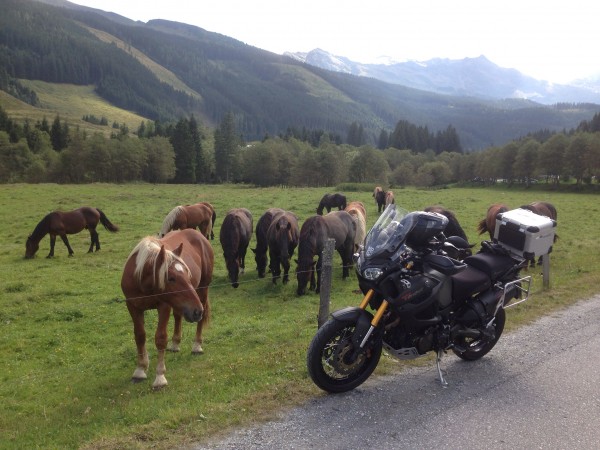 Und wo sind deine 100 Pferde?