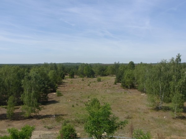 Wolfsland lieberoser Wüste...hmm, ganz schön bewachsen für ne Wüste...