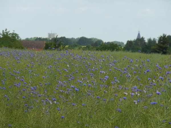 was für ein schwerer, süsser Duft- Kornblumen...