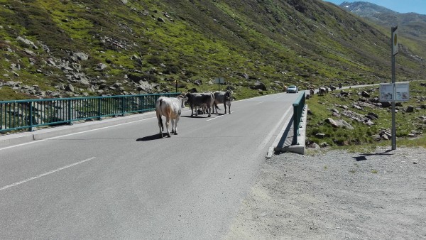 IMG_20170619_114120.jpg (250.79 KiB) 4273 mal betrachtet Timmelsjoch und seine Kühe