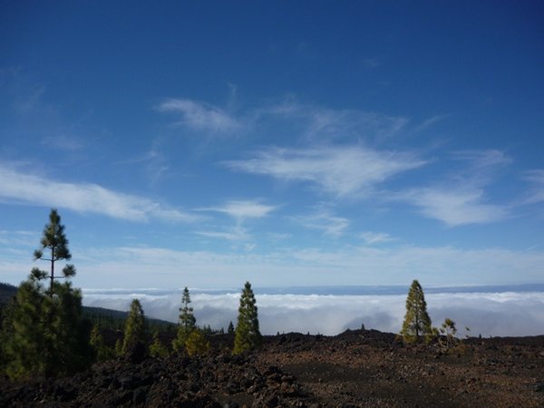Bäume im Lavafeld
