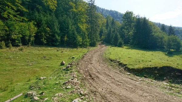 Der Holzweg, ist viel steiler als das Bild glauben macht