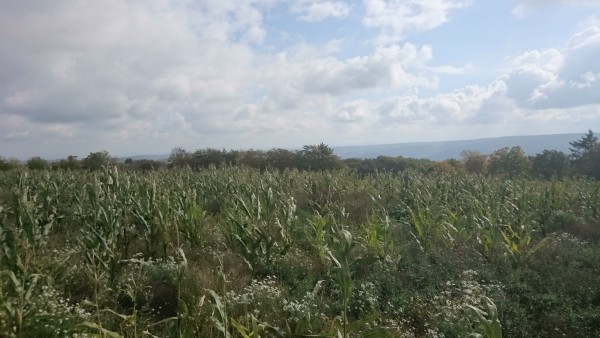 DSC_0203.JPG