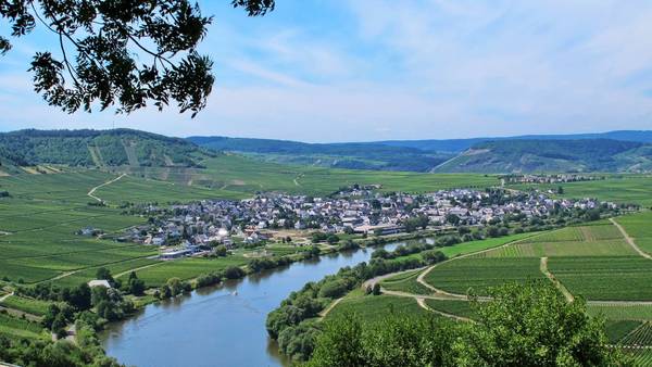 Moselschleife Blick auf Leiwen