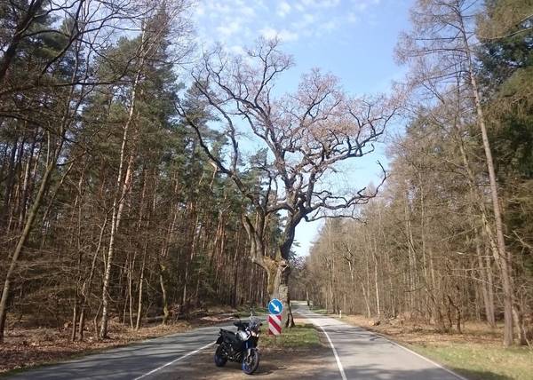 Baum oder Straße? Die Straßenbauer in der Nähe von Bad Wilsnack haben beides unter einen Hut bekommen.