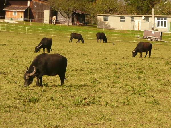 141103-1250-Albbewohner.JPG (148.03 KiB) 3369 mal betrachtet Albbewohner