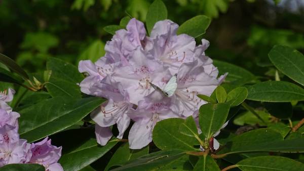 DSC00096.JPG