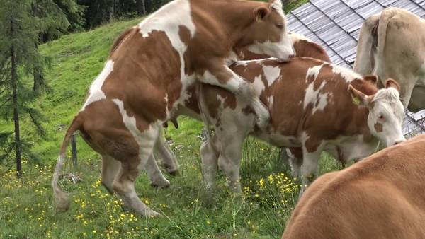 Auf der Alm gibt´s kein Sünd o. Immer das gleiche Luder (2).jpg