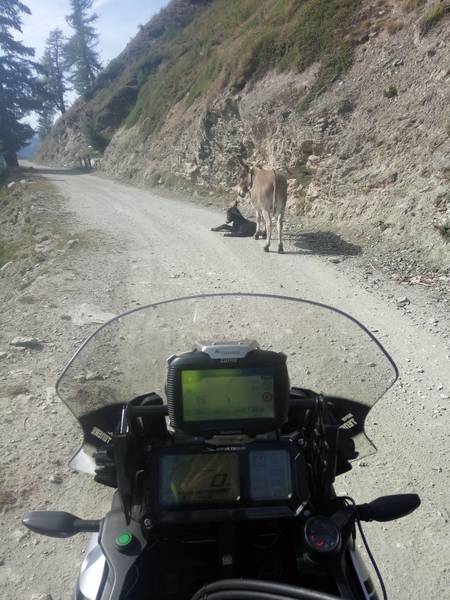 IMG_20180924_120223.jpg (453.86 KiB) 2897 mal betrachtet Heute nur Esel auf der Assietta unterwegs