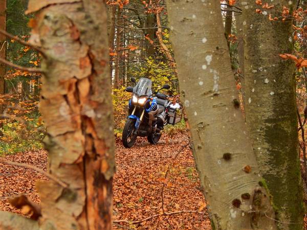 Wald.jpg