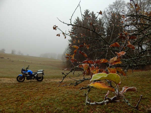 Blätter, Nebel 1.jpg