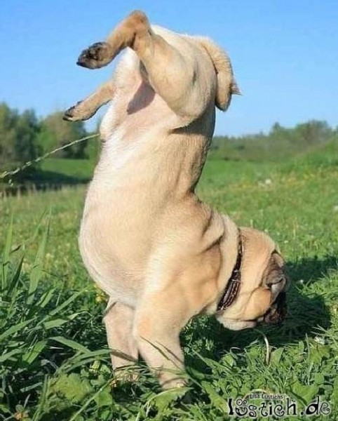 15153-akrobatisch-pinkeln.jpg (50.88 KiB) 2757 mal betrachtet So machen es die Pleger allerdings nicht!