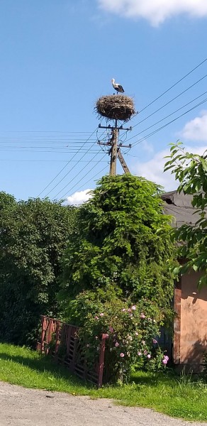 Storch