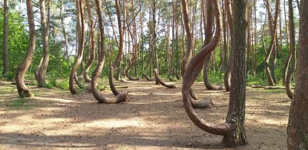 20190604_160630.jpg (489.81 KiB) 3066 mal betrachtet 53°12'49.6"N 14°28'31.5"E