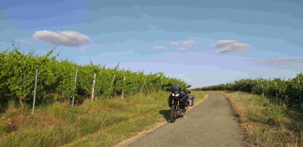 _20190709_192032_Weinberg.jpg (281.59 KiB) 3114 mal betrachtet in den Weinbergen bei Markelsheim