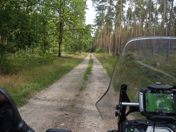 man kann das harz förmlich riechen...