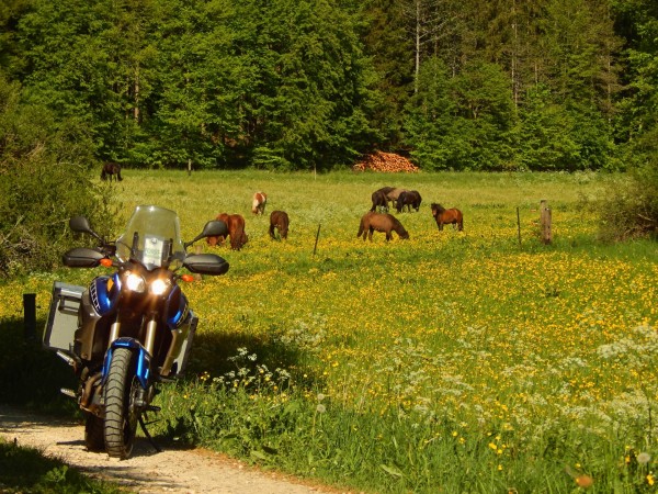 Pferdeweide.jpg