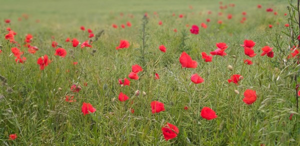20200608_124715_Mohn1.jpg (294.95 KiB) 2405 mal betrachtet einfach nur schön