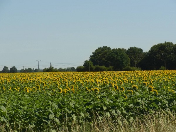 sonnenblumenfelder ohne ende...