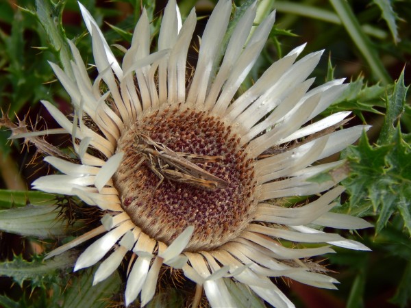Augustdistel 1.jpg