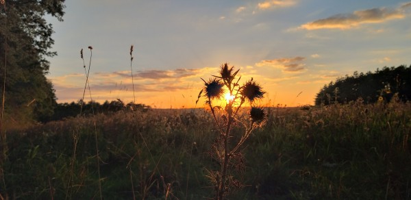 20200907_193338_Distel_gk.jpg