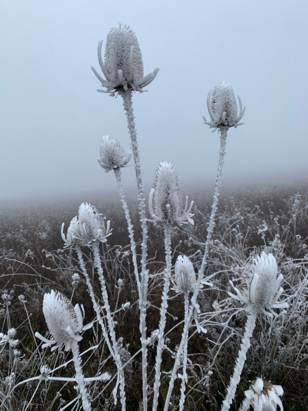 EE6D3DA1-57B3-4C8E-892A-AB1CAF99D6F3.jpeg (343.94 KiB) 3050 mal betrachtet Andere Seite der Natur