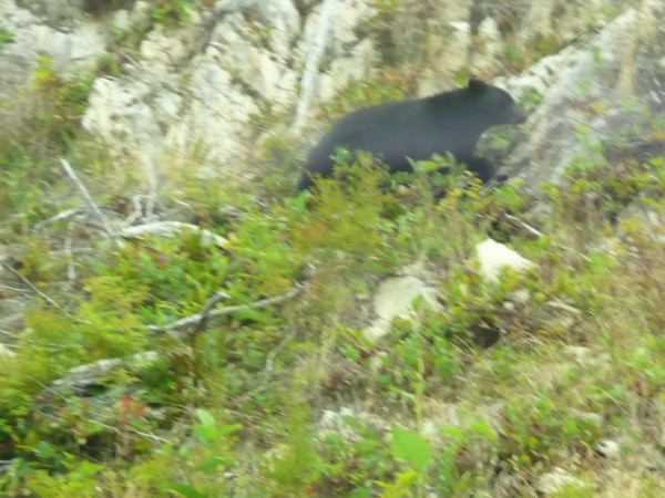 20120907-1031-Bär.JPG (401.65 KiB) 3103 mal betrachtet Schwarzbär