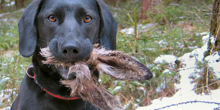 hund-01.jpg
