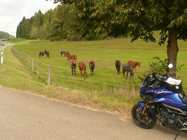 220930-Edles.JPG (334.36 KiB) 3221 mal betrachtet Elegante junge Rösser