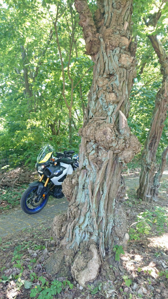 DSC_0309.JPG (873.71 KiB) 4270 mal betrachtet Der hat schon was erlebt