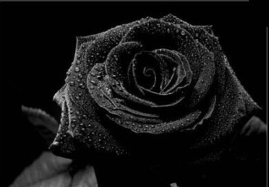 rose.jpg