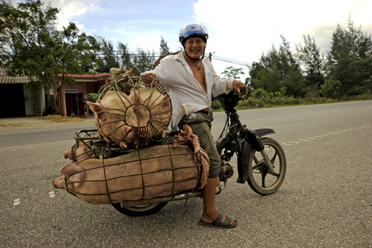 Schweinetransport2.jpg