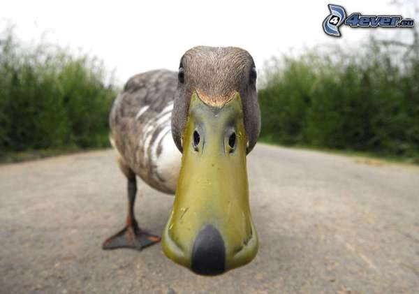 ente,-schnabel-170313.jpg