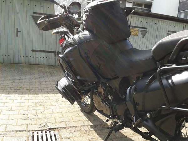 Boxer von Hinten